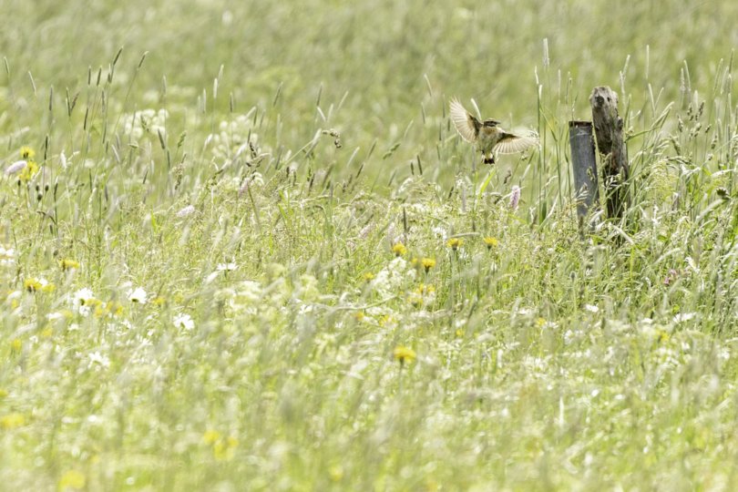 Braunkehlchen © Massimo Santoro